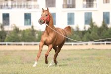 Qarabağ atlarının ilk satış auksionuna hazırlıq işləri davam edir (FOTO)