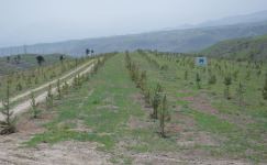 Фонд Возрождения Карабаха и профсоюз сотрудников МЧС провели акцию по посадке деревьев в Зангилане (ФОТО)