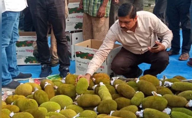 In A First, Indian state Exports Tender Jackfruits, Green Chillies To Dubai