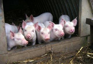 На востоке Японии обнаружен второй на этой неделе очаг чумы свиней