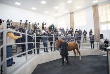 Qarabağ atları hərracda satıldı (FOTO)