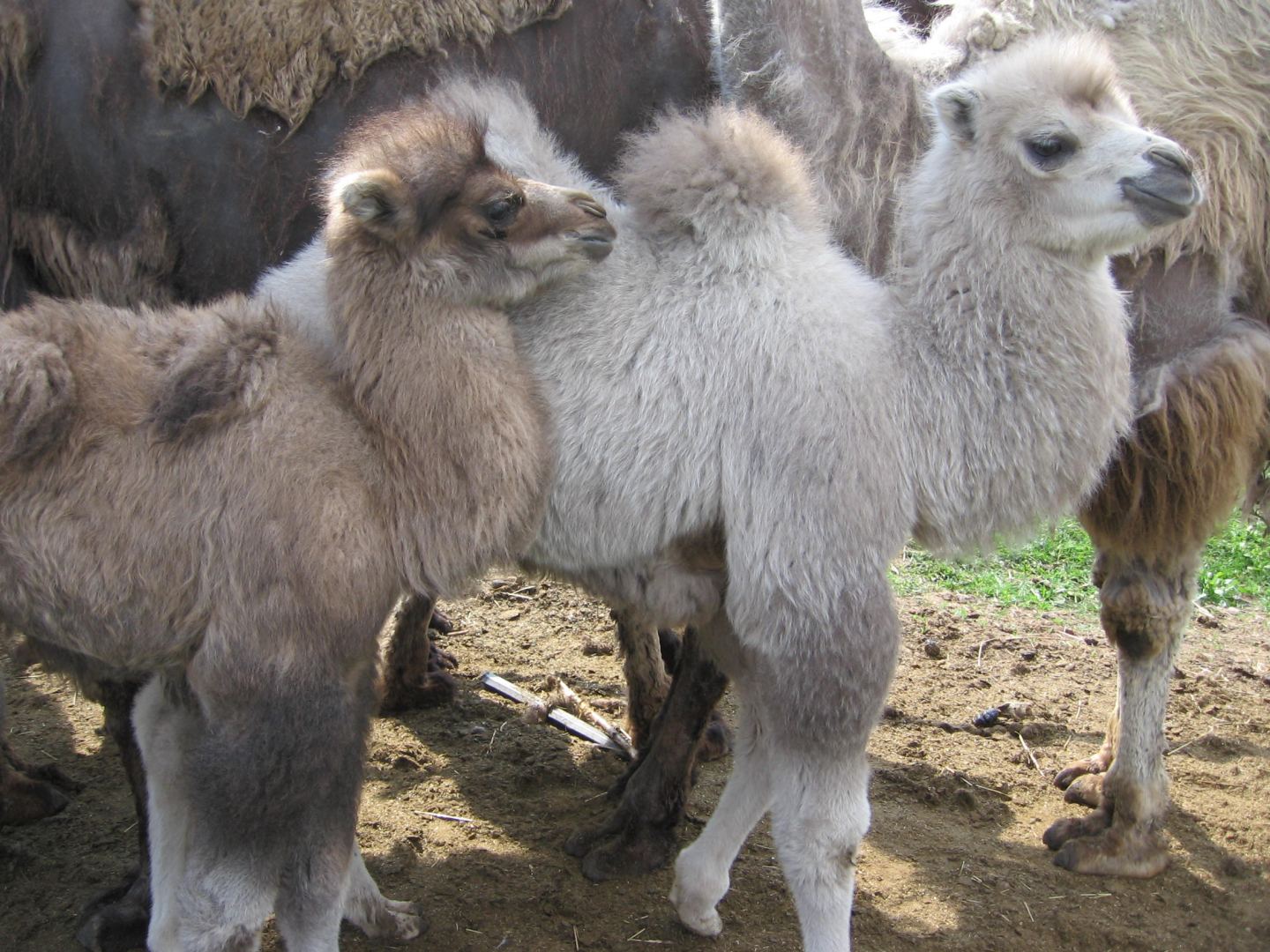 Turkmen camel farm in Dashoguz region names volume of production