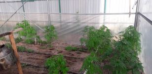 İstixanada narkotik tərkibli bitkilər yetişdirən Saatlı rayon sakini saxlanılıb (FOTO)