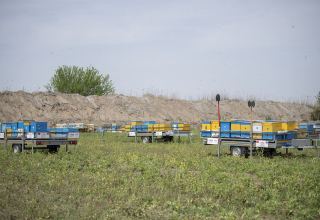 Начался перевод пчеловодческих хозяйств на пастбища Губадлы (ФОТО)