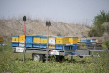 Azerbaijani beekeepers start transferring their farms to liberated Gubadli - ministry (PHOTO)