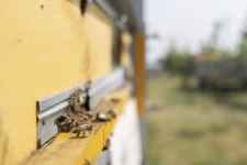 Azerbaijani beekeepers start transferring their farms to liberated Gubadli - ministry (PHOTO)