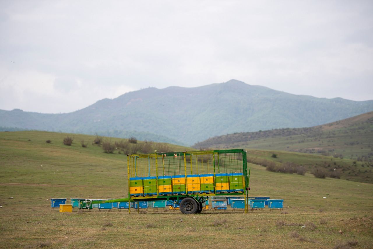 На пастбища в Кяльбаджаре переселят более 20 тыс. пчелиных семей - минсельхоз (ФОТО)