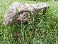 В Азербайджане впервые обнаружены каменные  фигуры быков (ФОТО)