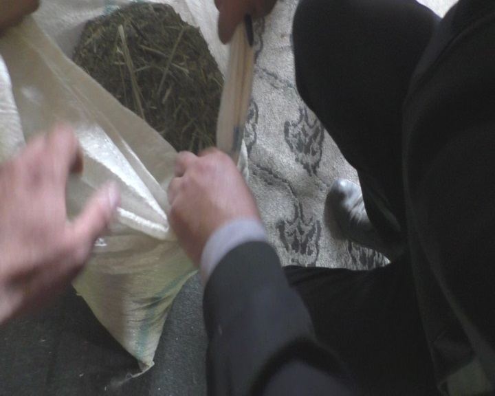 Balakəndə yaşadığı evin həyətini narkotik plantasiyasına çevirən qadın tutulub (FOTO)
