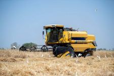 В Азербайджане началась уборка зерновых (ФОТО)