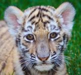 Вице-президент Фонда Гейдара Алиева Лейла Алиева поделилась снимками тигренка, родившегося в Бакинском зоологическом парке (ФОТО)