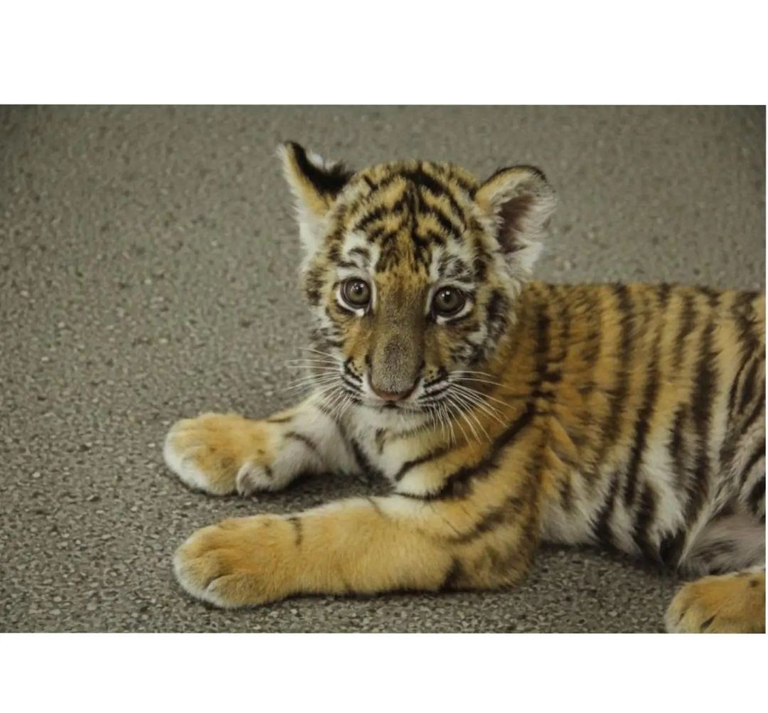 Вице-президент Фонда Гейдара Алиева Лейла Алиева поделилась снимками тигренка, родившегося в Бакинском зоологическом парке (ФОТО)