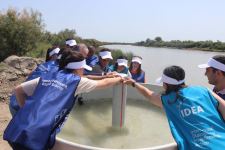 В рамках проекта ”Богатые бассейны" в Куру выпущены мальки осетровых (ФОТО)