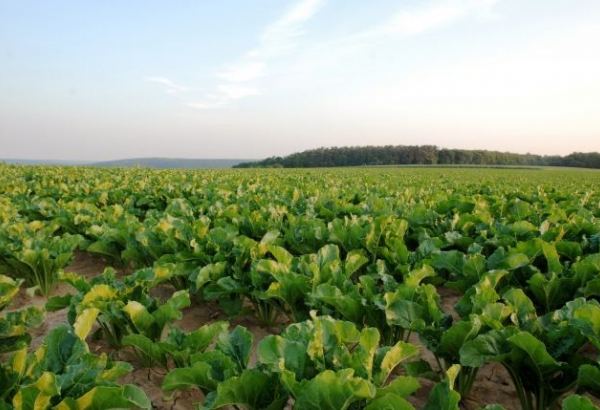 Kazakhstan to increase area for sugar beet cultivation