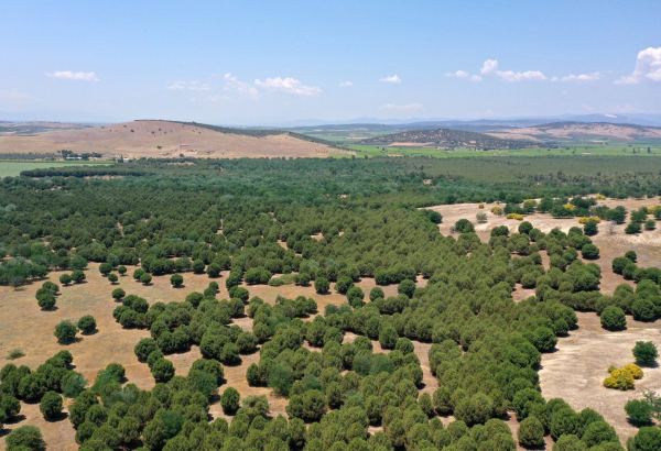 Turkiye fights desertification with trees and measures