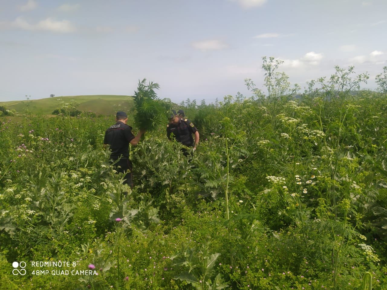 Goranboy rayonunda yabanı halda bitən çətənə kolları yandırılıb (FOTO)