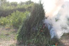 Oğuzda 4 tona yaxın narkotik tərkibli bitki məhv edilib (FOTO/VİDEO)