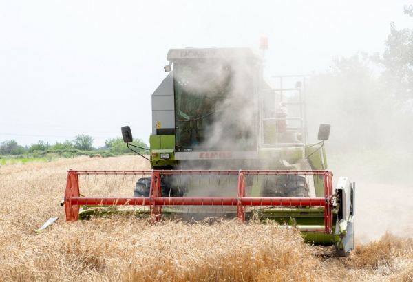 В Азербайджане уборка зерновых завершена почти на половине посевных площадей (ФОТО)