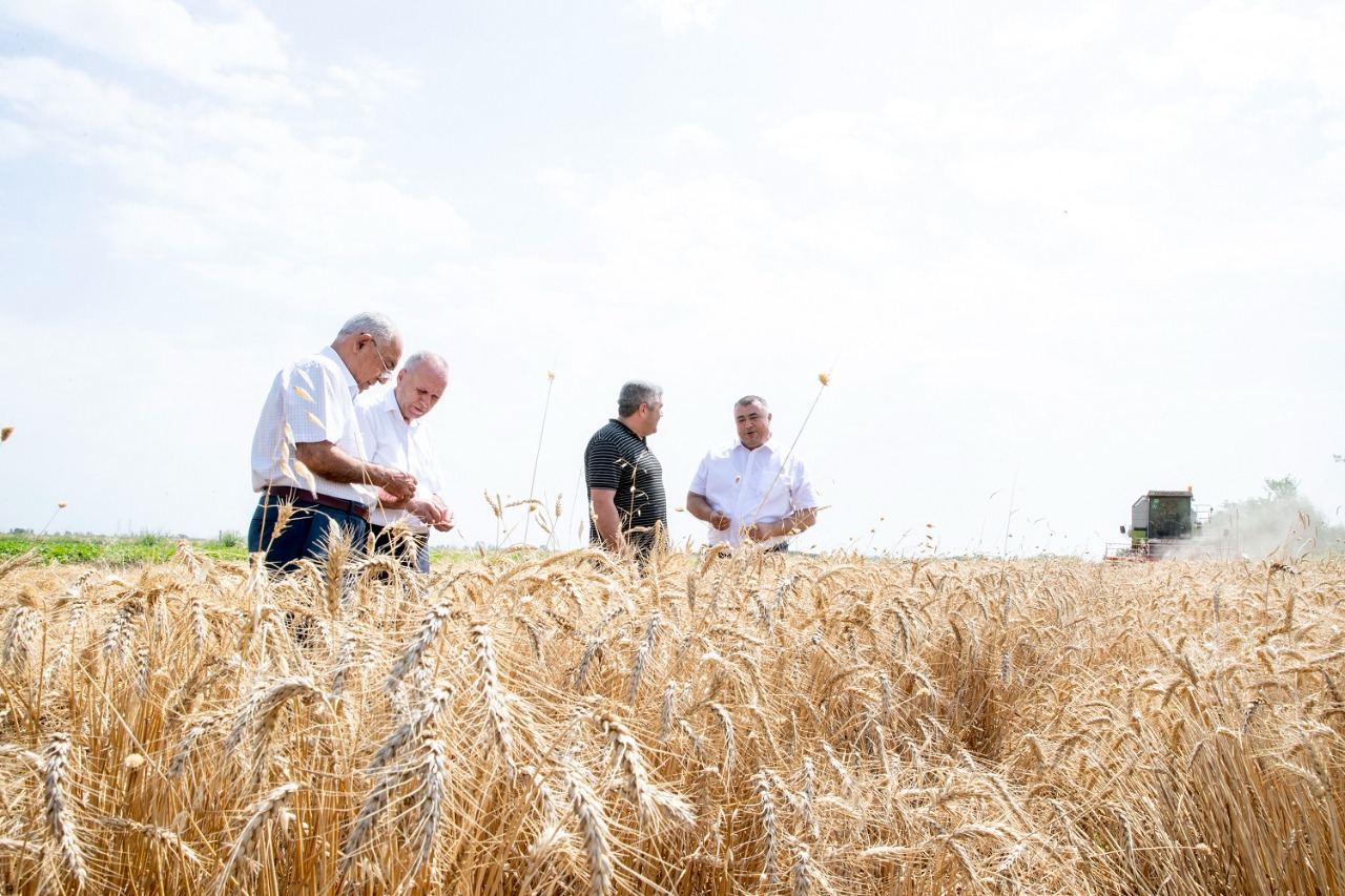 В Азербайджане уборка зерновых завершена почти на половине посевных площадей (ФОТО)