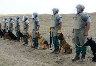 В операциях по разминированию в Карабахе задействуют еще 5 специально обученных собак - агентство