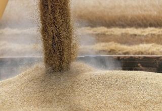 Azerbaijan to succeed in meeting majority of local demand for wheat