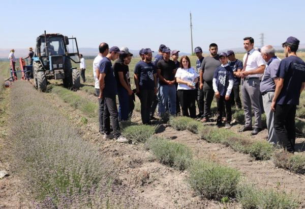 Youth Business Workshop project participants visit lavender farm in Azerbaijan's Gabala (PHOTO)