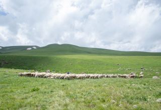 Azerbaijan provides subsidies for livestock businesses in Karabakh - Agrarian Credit and Development Agency