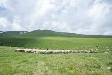 Названо число овцеводческих и пчеловодческих хозяйств, переведенных с начала года на освобожденные территории Азербайджана (ФОТО)