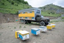 Azerbaijan almost done transferring sheep, bee farms to its liberated lands (PHOTO)