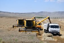Названа площадь посевов пшеницы в агропарке на севере Азербайджана (ФОТО)