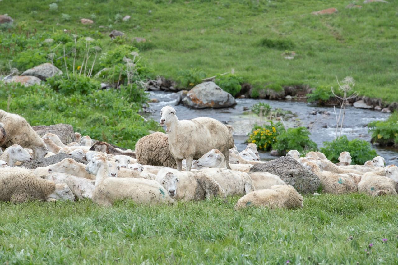 Azerbaijan almost done transferring sheep, bee farms to its liberated lands (PHOTO)