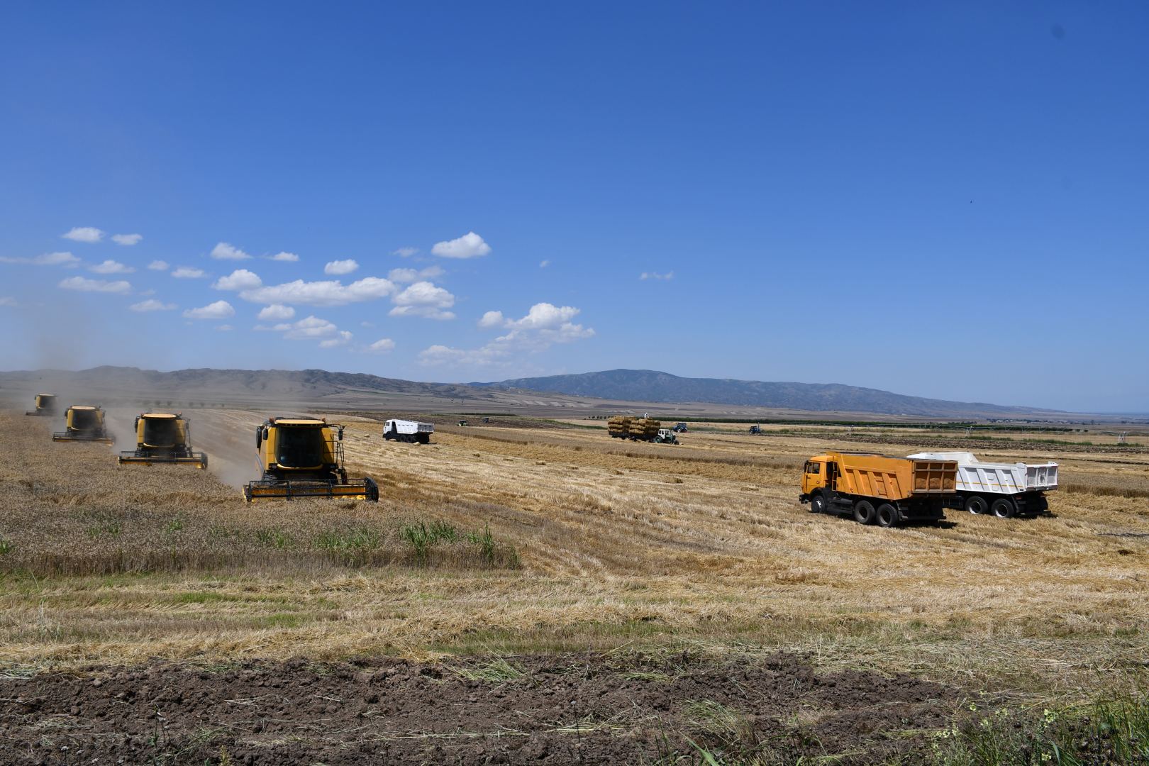 Названа площадь посевов пшеницы в агропарке на севере Азербайджана (ФОТО)