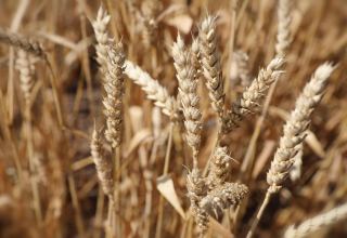 Guaranteed wheat purchasing from farmers in Fars Province continues