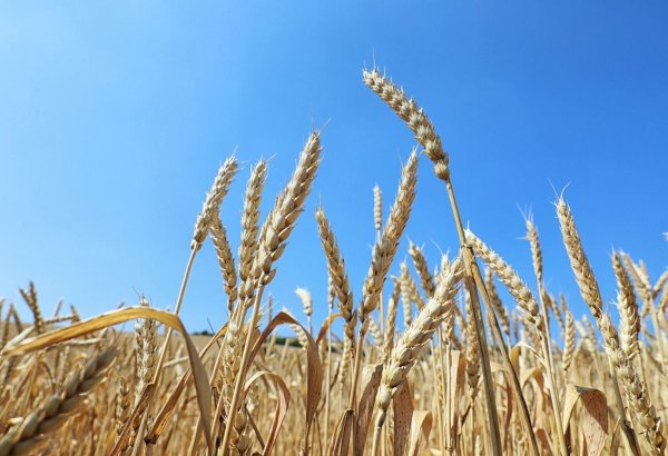 Kyrgyzstan's import of wheat, rye increases by some 40% year on year
