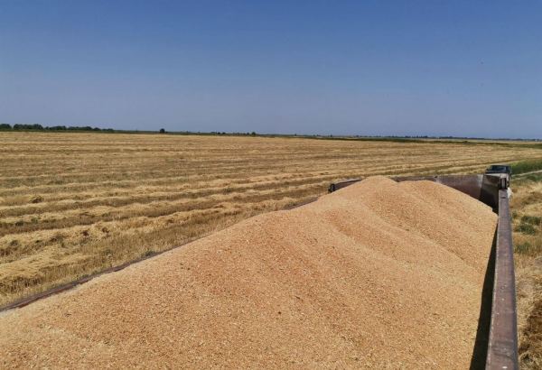Turkmenistan imports large volume of winter wheat from Russia's Astrakhan through Caspian Sea