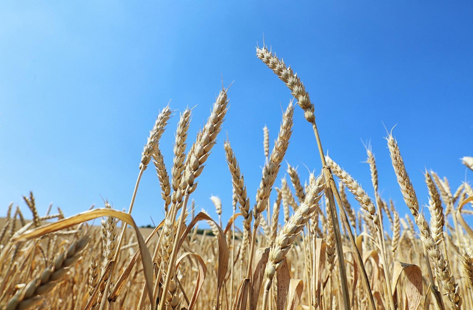 Black Sea grain deal keeps making a difference: UN official