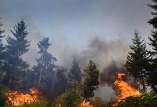В Агдаме в лесной местности произошел пожар