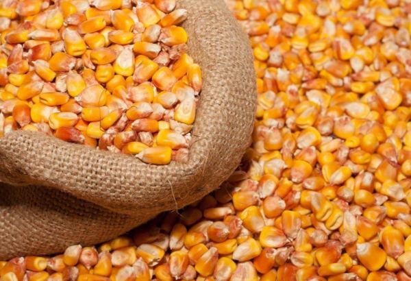Russia names volume of corn export to Azerbaijan from Kursk region