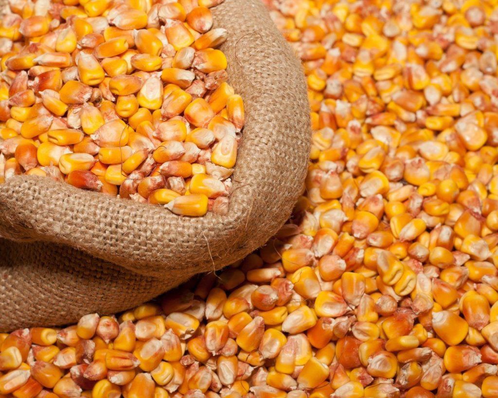 Russia names volume of corn export to Azerbaijan from Kursk region
