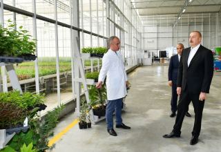 Президент Ильхам Алиев: Земли Абшерона – самые плодородные для выращивания оливок, миндаля