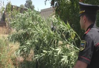 Ağdaşda 10-dan çox narkotik alverçisi saxlanılıb (FOTO/VİDEO)