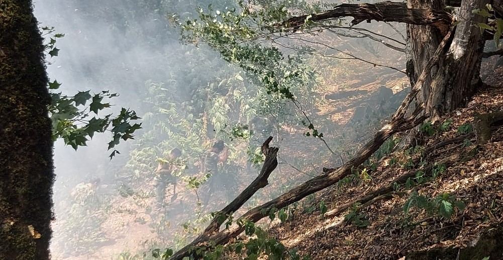 Предотвращено распространение лесных пожаров в Загатальском  районе (ФОТО/ВИДЕО)