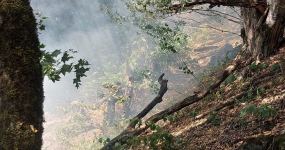 Предотвращено распространение лесных пожаров в Загатальском  районе (ФОТО/ВИДЕО)