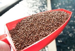 Iran sees increase in value of fish feed exports