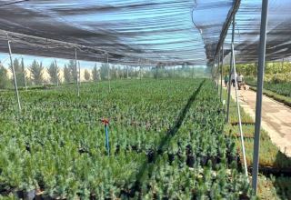 Azerbaijan creates plant growth stimulants for rapid restoration of forests on its liberated territories