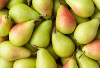 Uzbekistan sees twofold decrease in pear exports