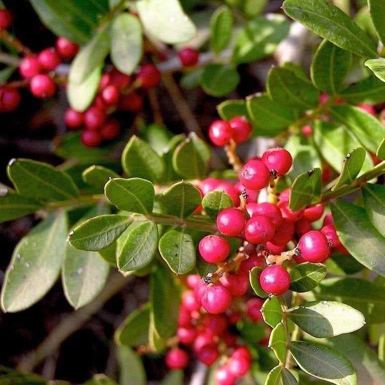 “Qırmızı kitab”a salınmış bitki növünün çoxaldılmasına başlanılıb
