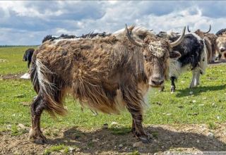 Azerbaijan to import yaks from Kyrgyzstan for breeding in liberated Karabakh