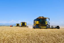 Azerbaijani agricultural parks significantly increase production of wheat - minister (PHOTO)