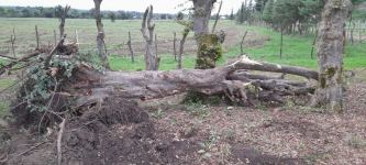 “Qırmızı Kitab”a düşən ağaclar kəsildi, məlumat Baş Prokurorluğuna göndərildi (FOTO)